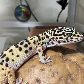 レオパードゲッコー　3歳　大切にしてくれる方募集