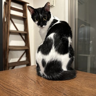 おしゃれで美人白黒女子