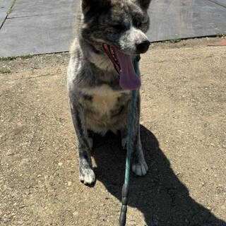 秋田犬　虎柄　3歳メス