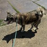 秋田犬　虎柄　3歳メス サムネイル2
