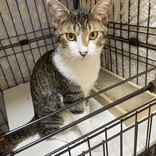 やんちゃボーイ　キジシロ君