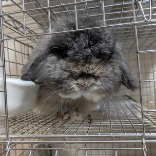 ホーランドロップの里親さん募集します