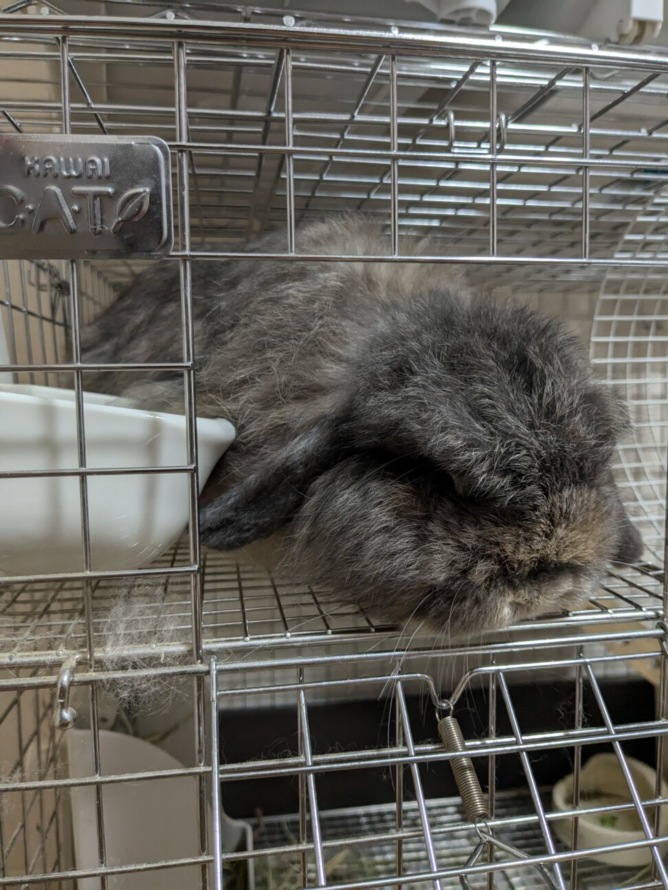 ホーランドロップの里親さん募集します サムネイル2