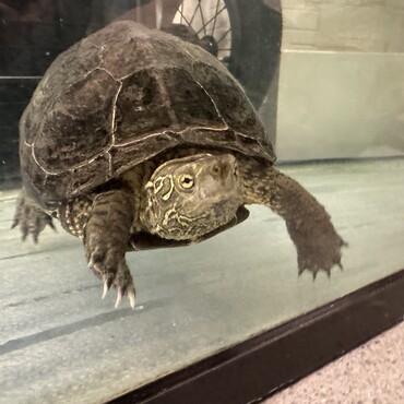 人懐っこく、賢いクサガメちゃんです