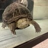 人懐っこく、賢いクサガメちゃんです