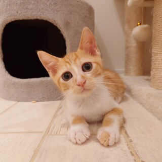 おっとり可愛い茶白のラテちゃん