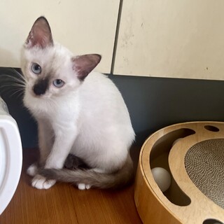 ミルクから。シャムミックス。シャミィちゃん、2か月