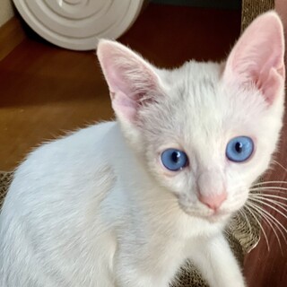 美しい青い瞳人懐っこい白猫　しろちゃん、男子3か月