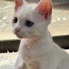 美しい青い瞳人懐っこい白猫　しろちゃん、男子3か月 サムネイル2