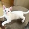 美しい青い瞳人懐っこい白猫　しろちゃん、男子3か月 サムネイル3