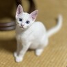 美しい青い瞳人懐っこい白猫　しろちゃん、男子3か月 サムネイル4