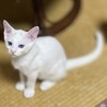 美しい青い瞳人懐っこい白猫　しろちゃん、男子3か月 サムネイル5