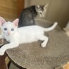 美しい青い瞳人懐っこい白猫　しろちゃん、男子3か月 サムネイル7