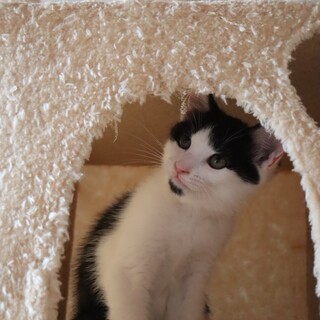 髭男dismなつばさくん♡