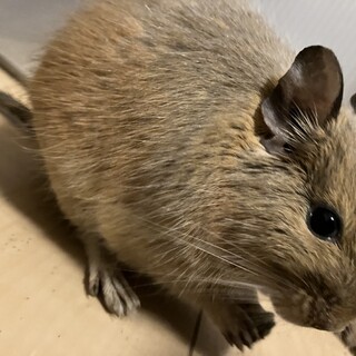デグー♂サンドカラー3歳