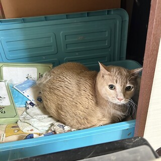 【急募】飼い主が亡くなり引き取りてがない猫さんです