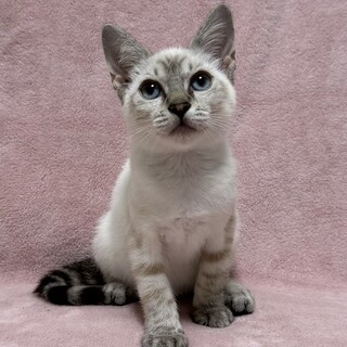 活発で遊ぶの大好き　シャムMIX　エイト君　