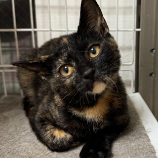 誰とでもすぐ仲良し　穏やかな女の子　はづきちゃん