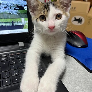 里親になってくれる方を探しています。