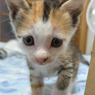 育児放棄された子が家族を探しています…