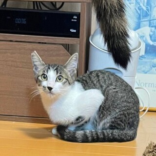 猫大好きな男の子♪わくくん1歳