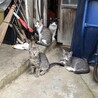 グレー白　約３ヶ月　子猫 サムネイル6