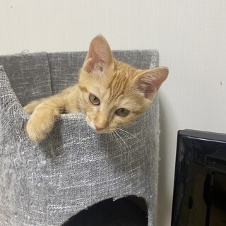 活発女子のモカちゃん