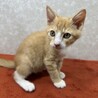 生後間もない兄弟をミルクで育てました❤格さん サムネイル1