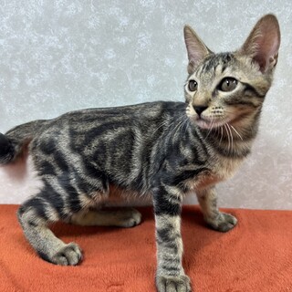 慣れているから飼いやすい！初心者に最適❤枝豆