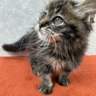 遊びだしたら止まらない❗️誰か止めて❤ケン坊