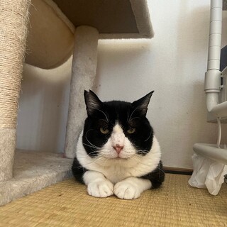 ෆ⃛穏やかで優しいෆ⃛パンダくん