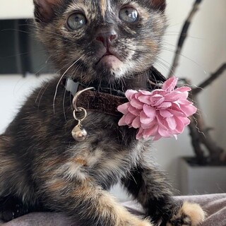 元気いっぱい困り顔の女の子♡ハピナス