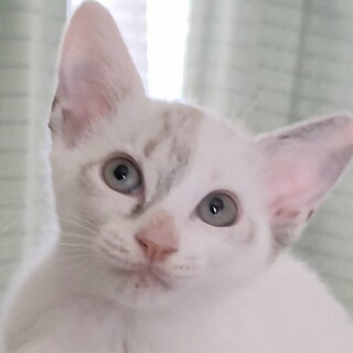 募集停止独特な柄の子で、性格バツグン❤️しぐれ