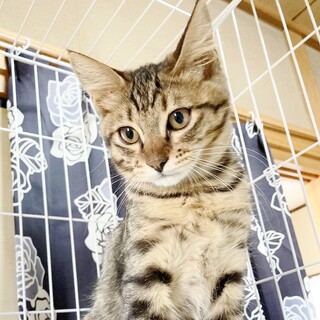 ★里親様決定！★甘えん坊の予感！可愛い❤ソックス