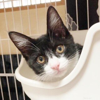 ★里親様決定!★甘えん坊でマイペース❤オセロ