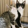 ★里親様決定!★甘えん坊でマイペース❤オセロ サムネイル2