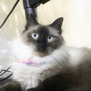 ★里親様決定!★どんどん人慣れ中！優しい❤かんぺい