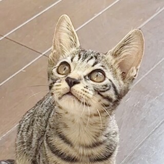 ★里親様決定!★兄弟守る優しい甘えん坊❤つづる