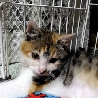 元気な三毛猫ちゃん。