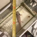 ウーパールーパー里親募集
