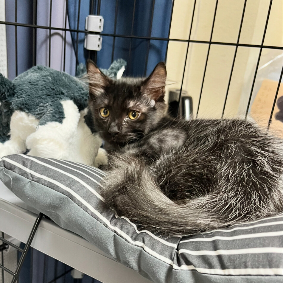 神谷 夕陽のカバー写真