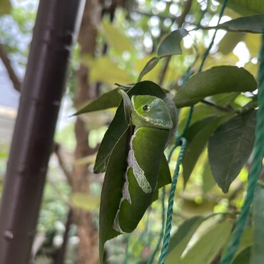 猛暑で卵がかえらない…やっと見つけた幼虫は立派な姿になりました。