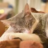 目に障害が残ってるけど見えてます‼︎ サムネイル3