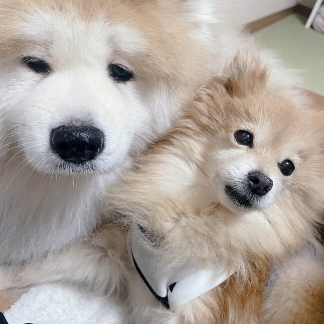 chienochaaaaanのカバー写真