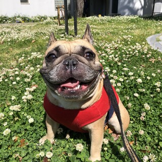 一緒の時間を過ごしてくれるご家族募集