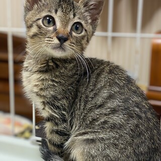 キジトラの男の子　ナル