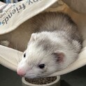 フェレット里親さん候補決まりました。調整中です。