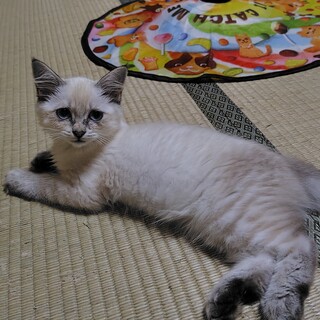 長毛シャムミックス女子のふわちゃん