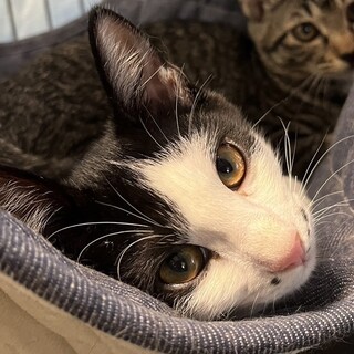 子猫のさくらちゃん（人懐こくてかわいい女の子）