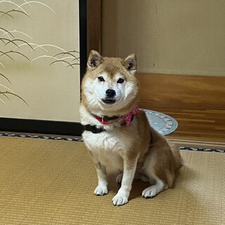 小さなシニア柴犬のももちゃん